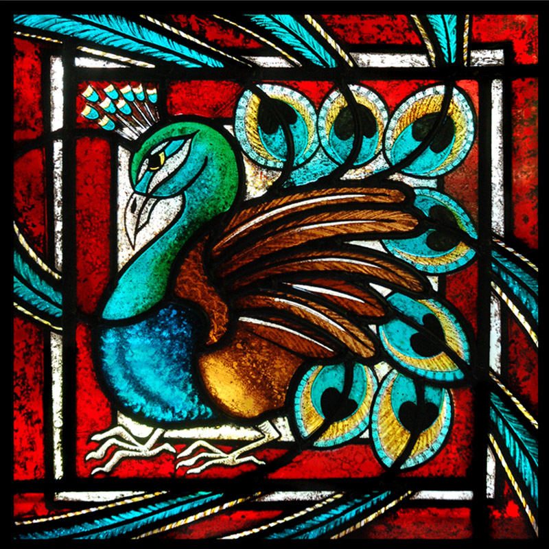 Card 9 - 'The peacock'